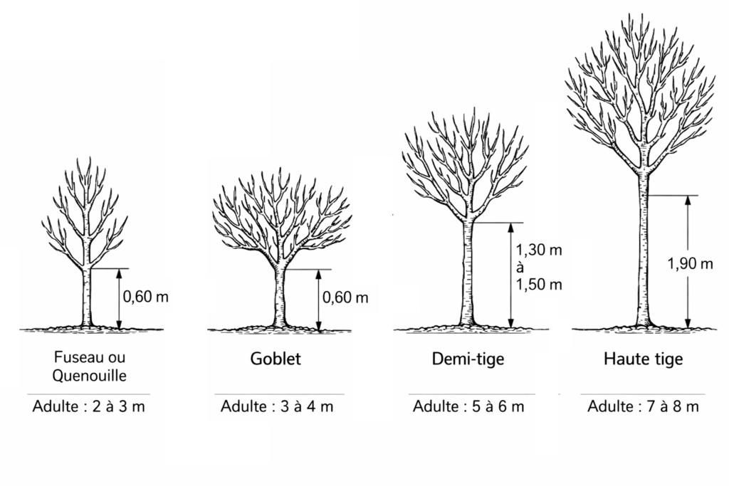 Image illustrant les différentes hauteurs d'arbres.